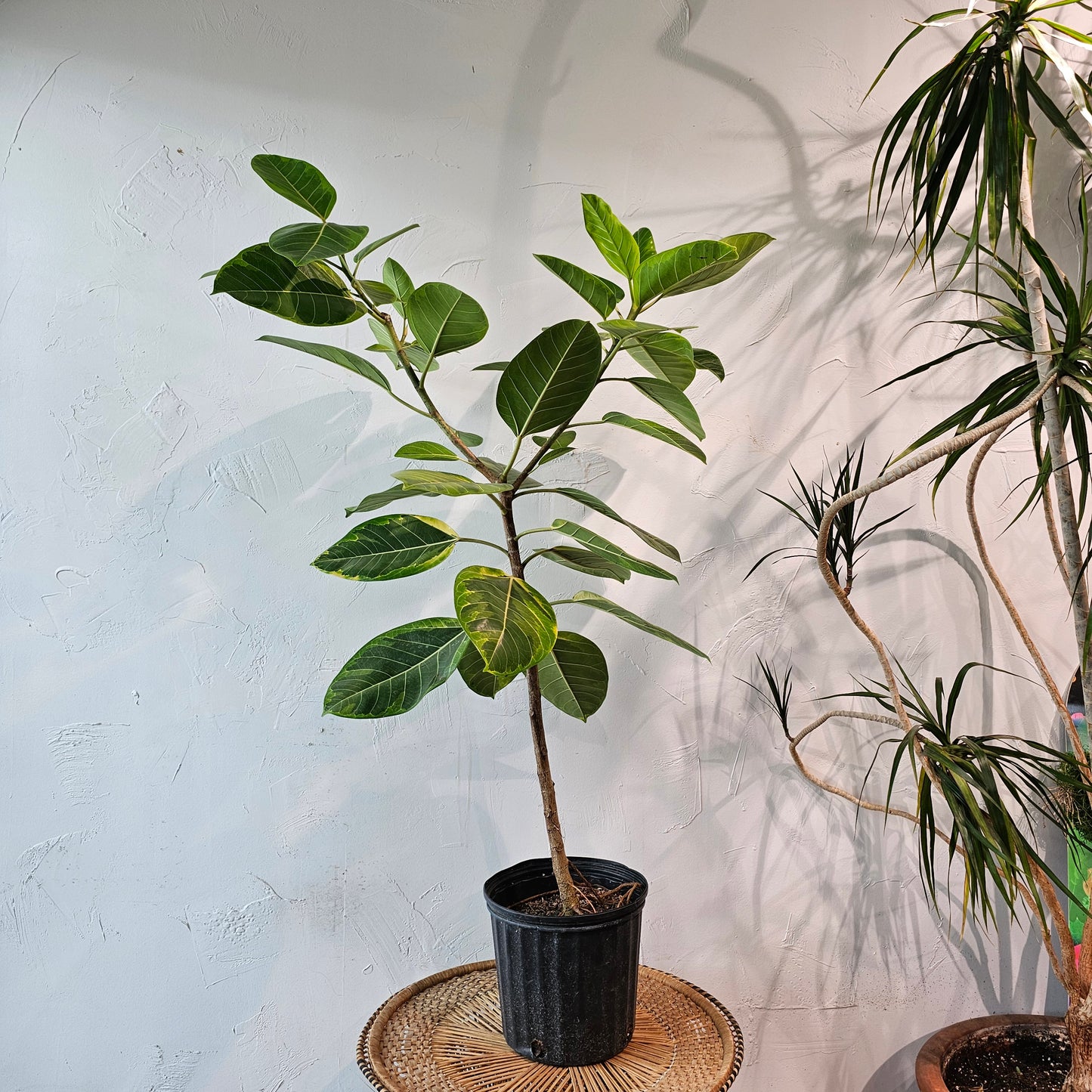 Yellow Gem Fig Tree: Ficus altissima - 10 inch pot - 4-5 foot tall — indoor plant — indoor plant for sale by Promise Supply for delivery and pickup in Toronto.
