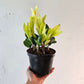 zz Plant, Zanzibar Gem (Zamioculcas zamiifolia) in a 6 inch pot. Indoor plant for sale by Promise Supply for delivery and pickup in Toronto