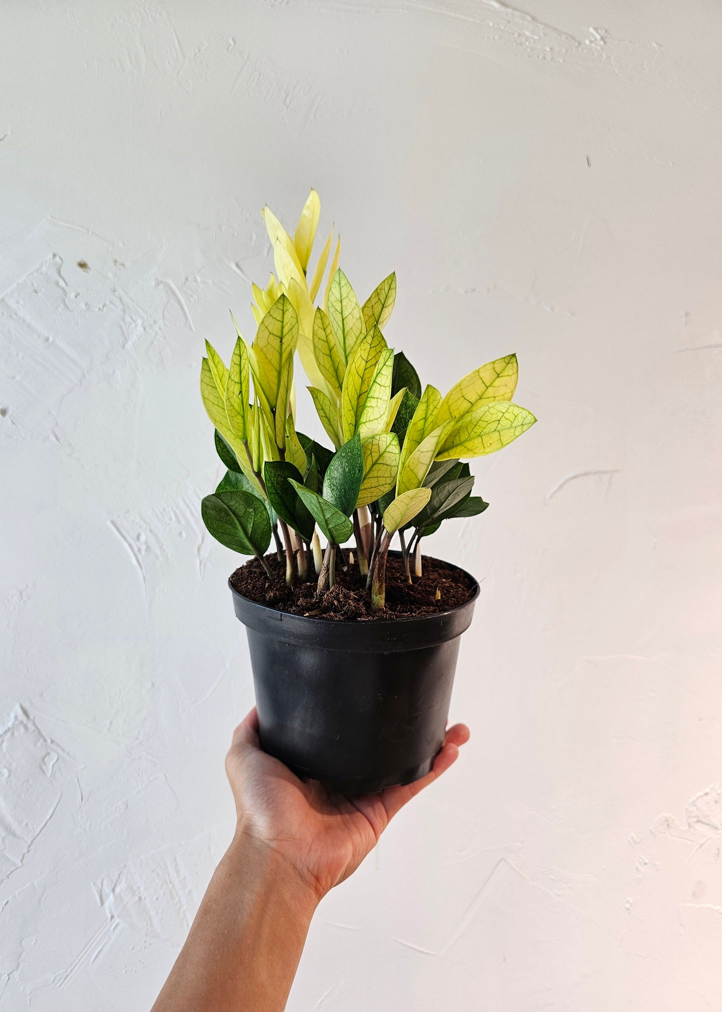 zz Plant, Zanzibar Gem (Zamioculcas zamiifolia) in a 6 inch pot. Indoor plant for sale by Promise Supply for delivery and pickup in Toronto