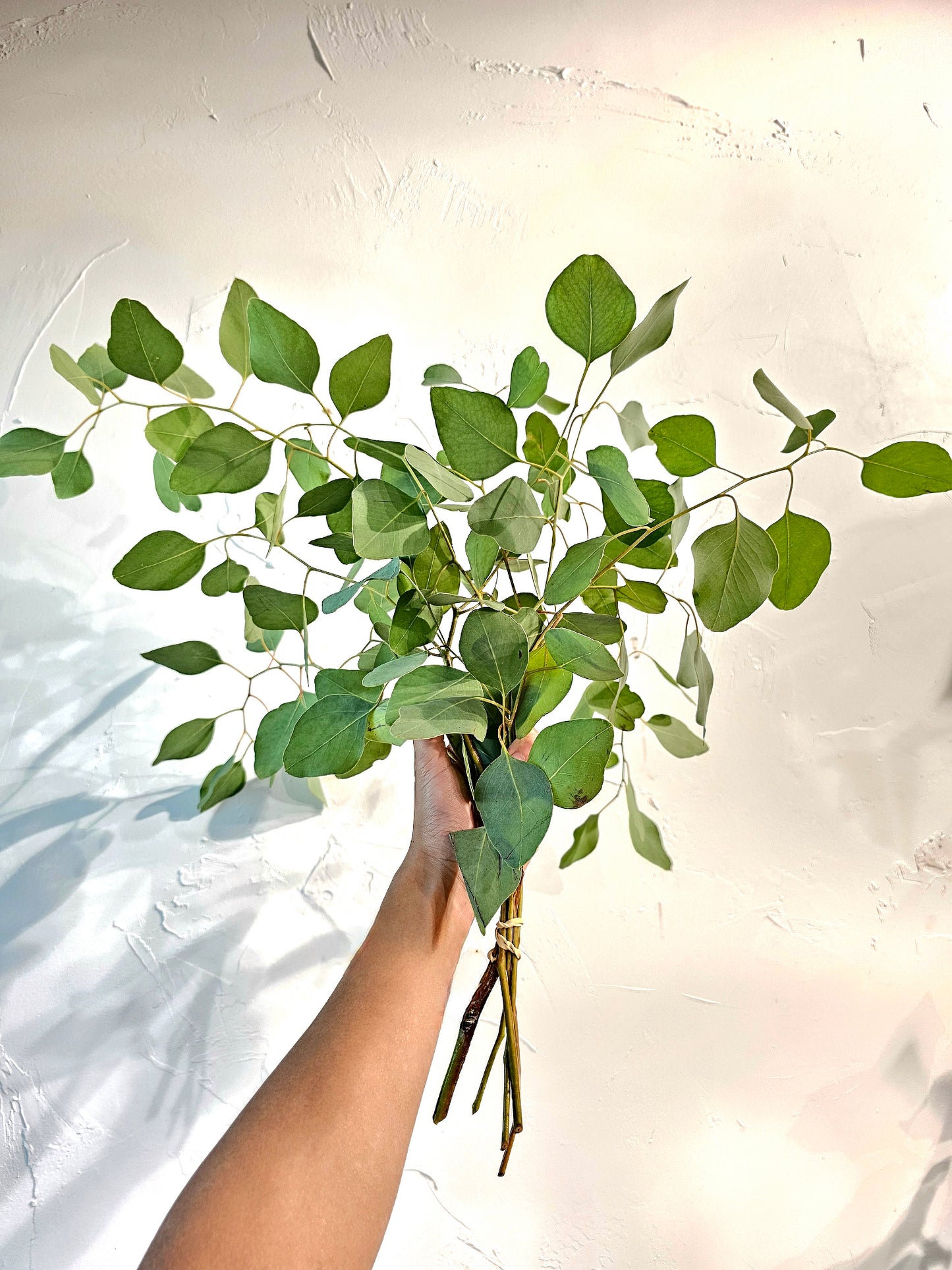 Eucalyptus Bundle - Silver Dollar (4-5 stems)