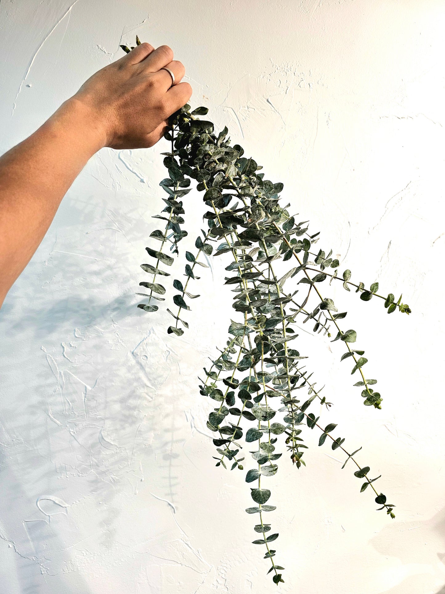 Eucalyptus Bundle - Baby Eucalyptus (3-4 stems)