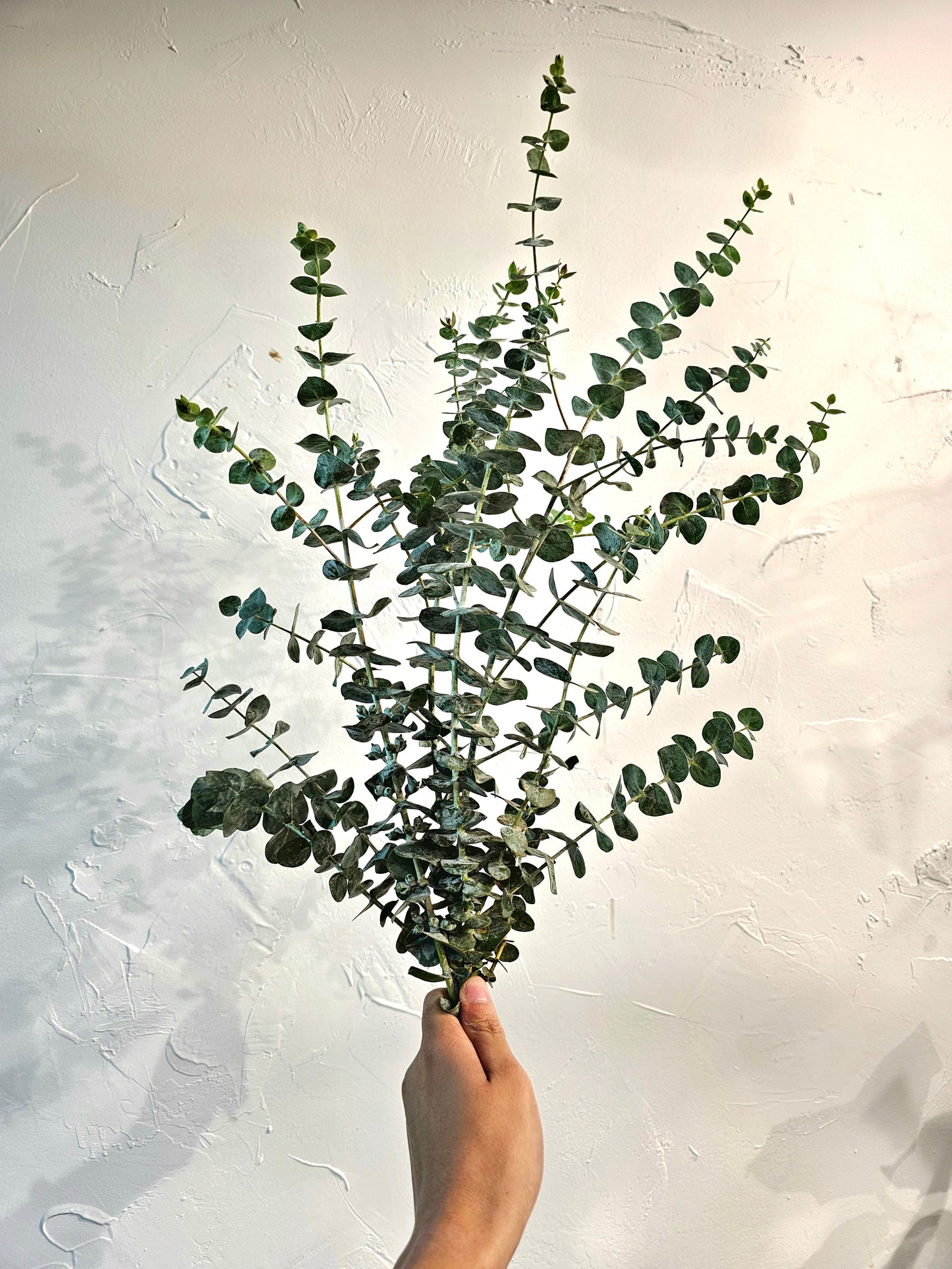Eucalyptus Bundle - Baby Eucalyptus (3-4 stems)