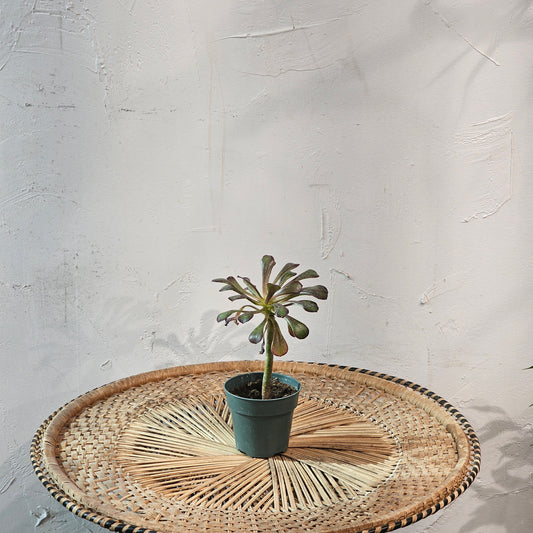 Tree Houseleek Bonsai: Aeonium - 4 inch pot — indoor plant — indoor plant for sale by Promise Supply for delivery and pickup in Toronto.