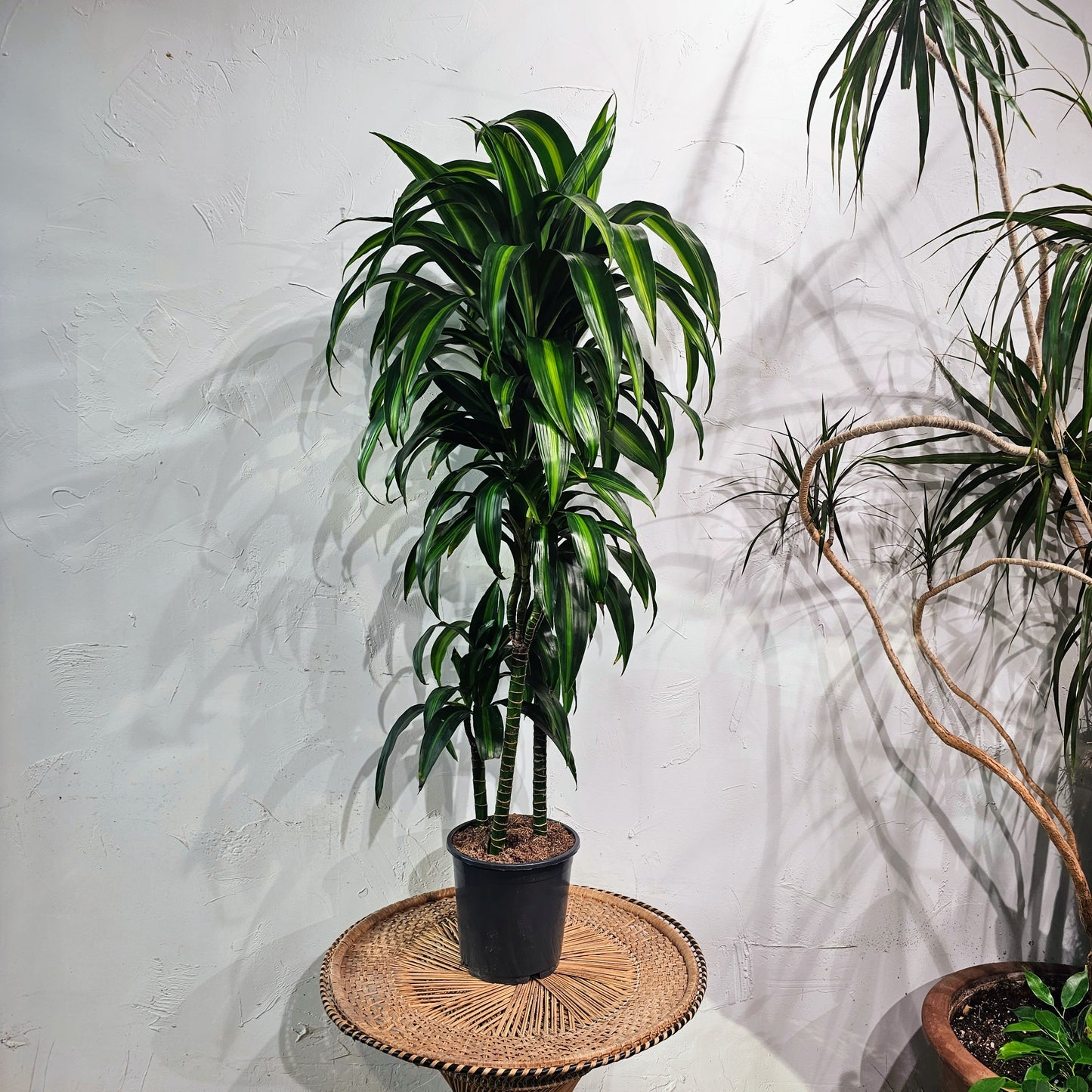 Warneckii Dracaena, Variegated Dracaena (Dracaena fragrans) in a 8 inch pot. Indoor plant for sale by Promise Supply for delivery and pickup in Toronto