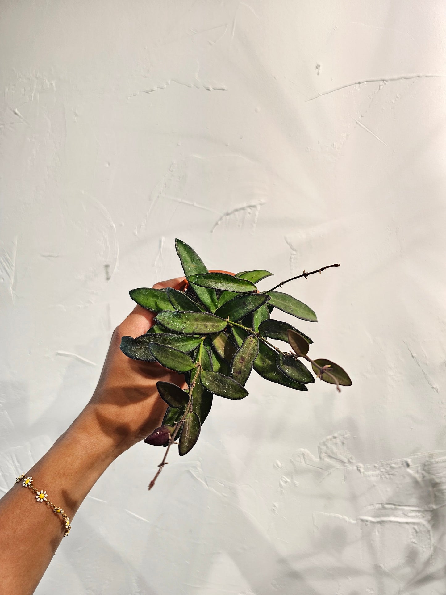 Rosita Wax Plant: Hoya rosita - 3 inch pot — indoor plant — indoor plant for sale by Promise Supply for delivery and pickup in Toronto.