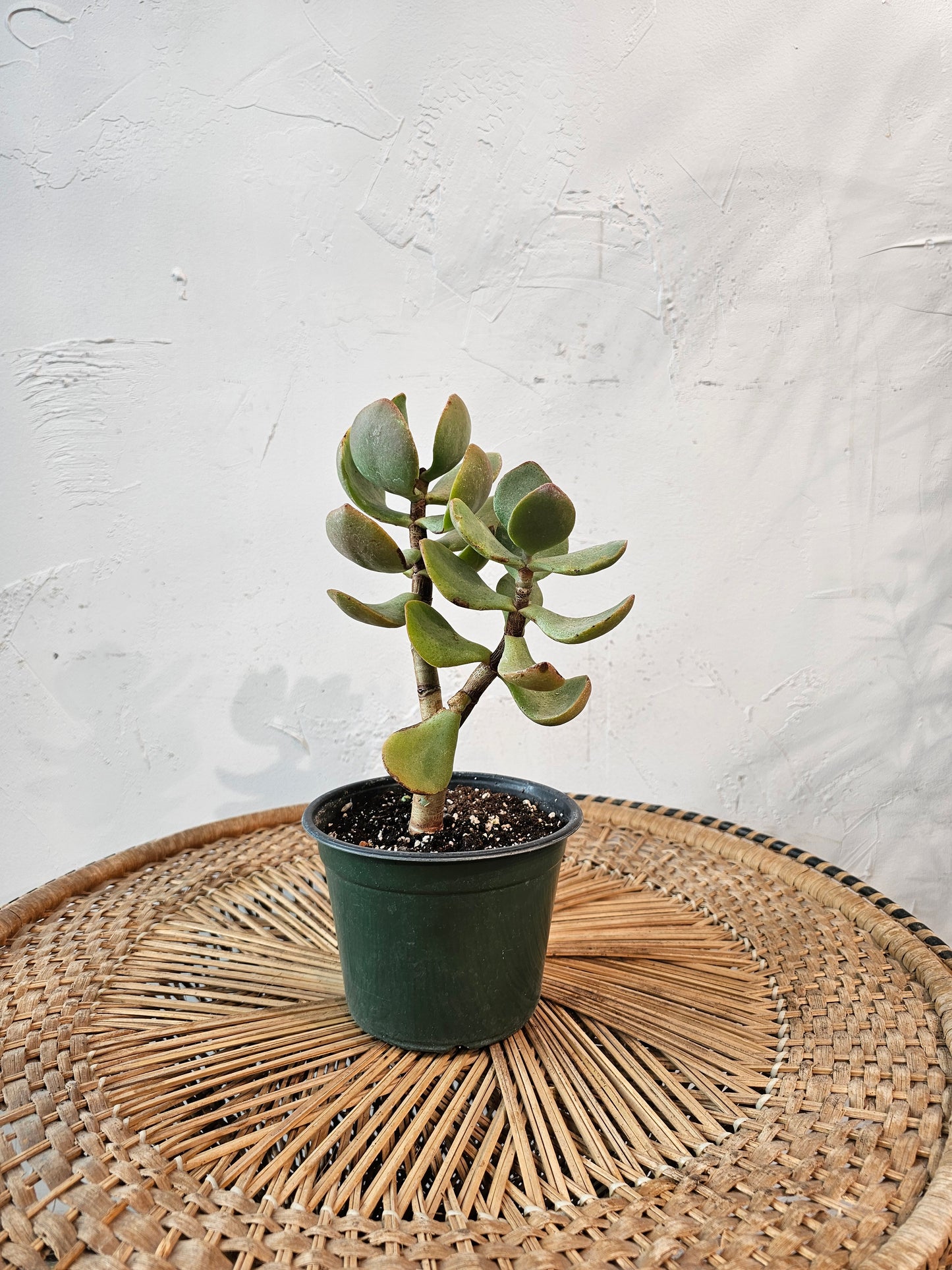 Blue Jade Bonsai (Crassula arborescens) in a 6 inch pot. Indoor plant for sale by Promise Supply for delivery and pickup in Toronto