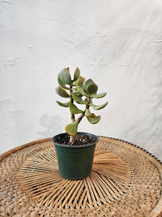 Blue Jade Bonsai: Crassula arborescens - 6 inch pot — indoor plant — indoor plant for sale by Promise Supply for delivery and pickup in Toronto.