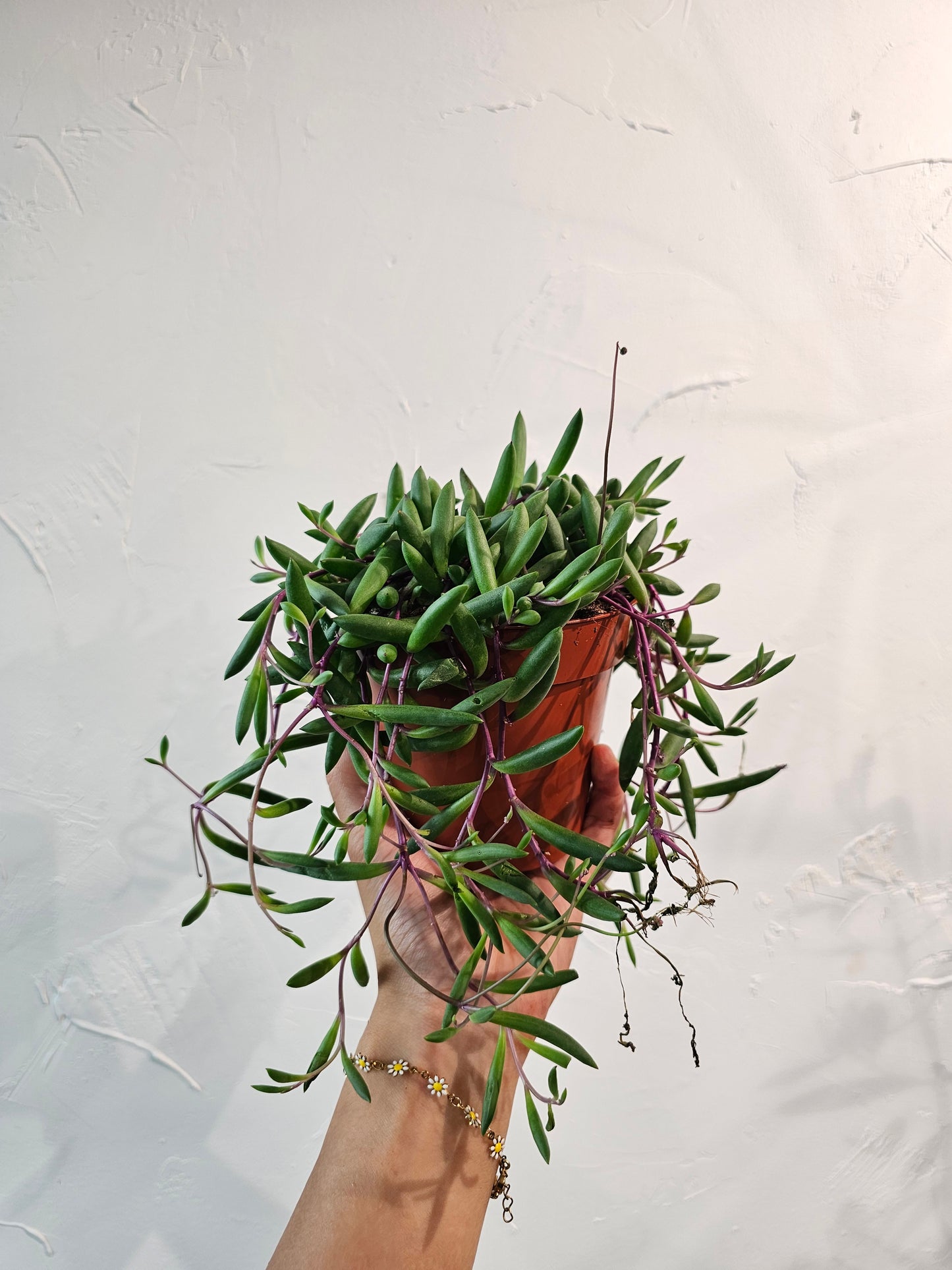 String of Rubies: Othonna capensis - 5 inch pot — indoor plant — indoor plant for sale by Promise Supply for delivery and pickup in Toronto.