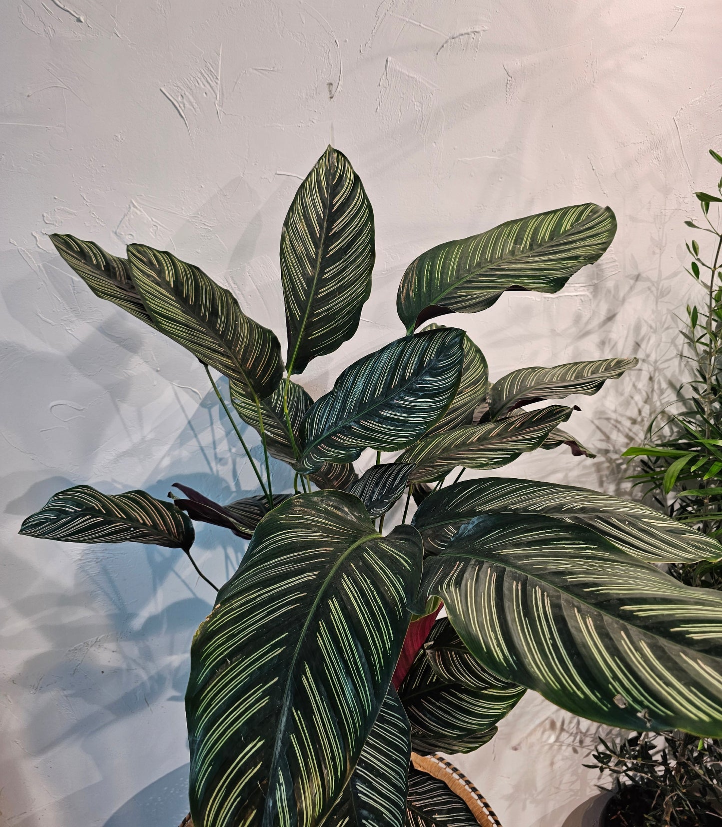 Pinstripe Calathea: Goeppertia ornata - 10 inch pot — indoor plant — indoor plant for sale by Promise Supply for delivery and pickup in Toronto.