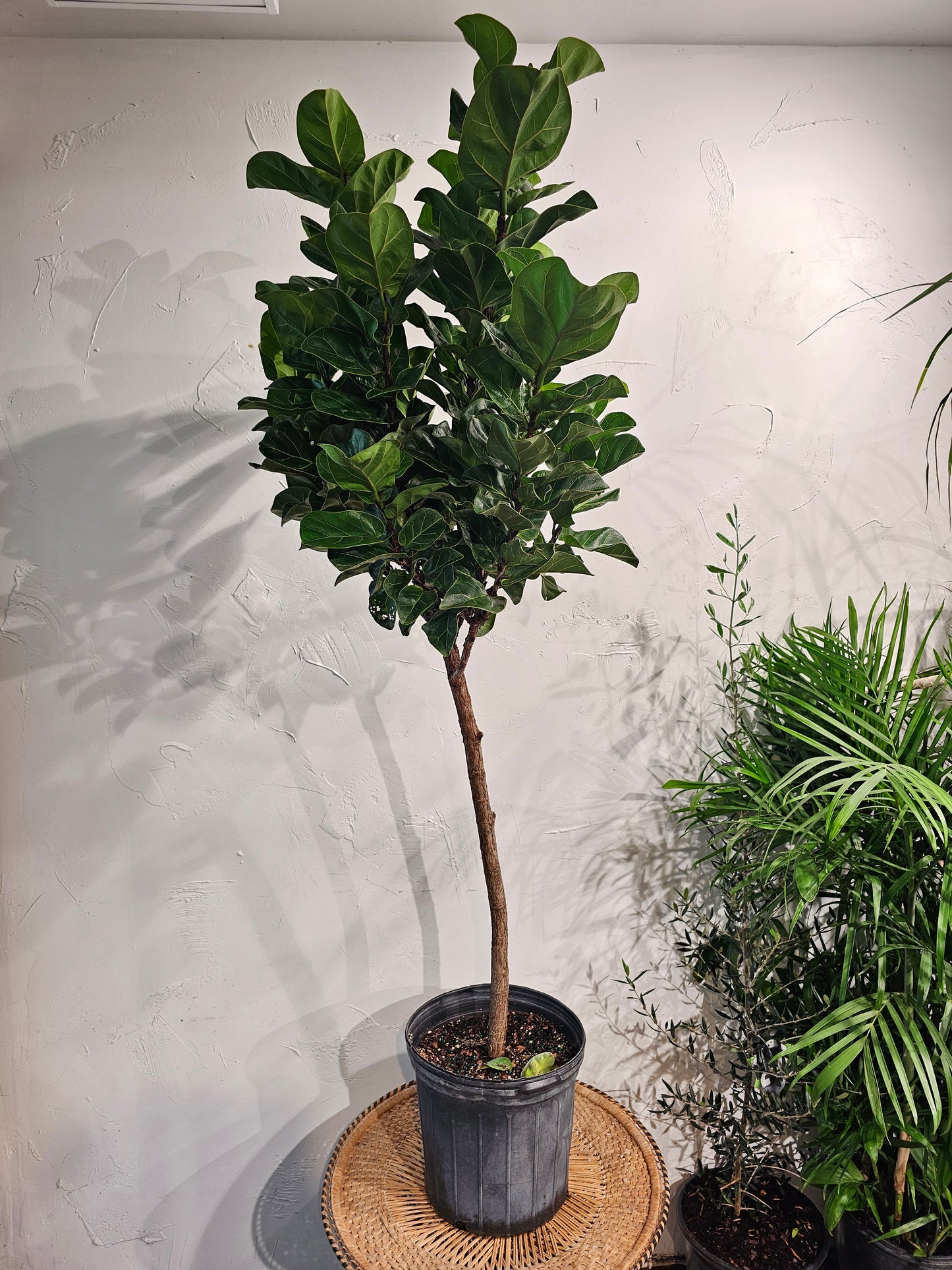 The Fiddle Leaf Fig, Banjo Fig, Fig Tree (Ficus lyrata) in a 12 inch pot. Indoor plant for sale by Promise Supply for delivery and pickup in Toronto