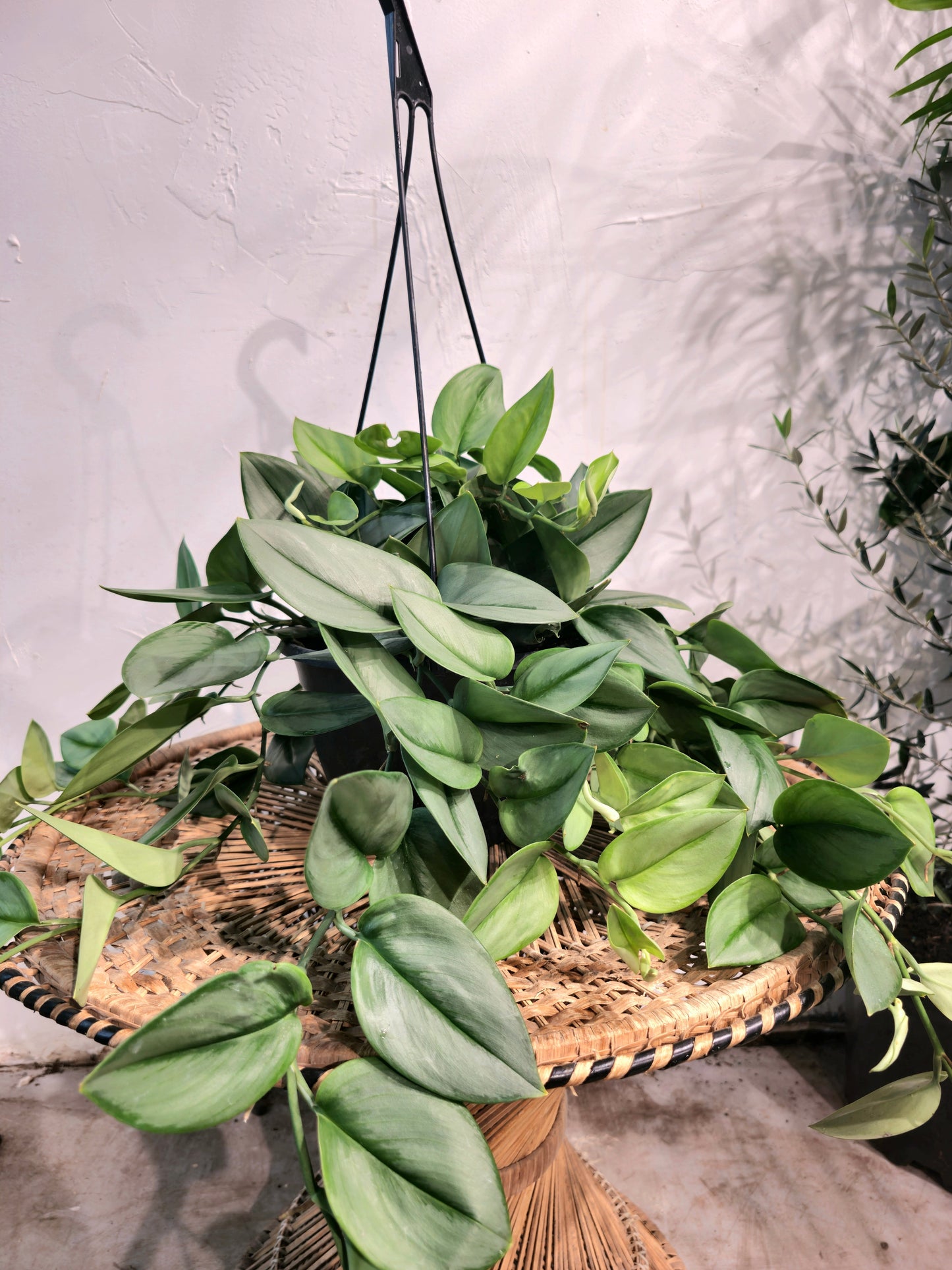 Sterling Silver Pothos (Scindapsus treubii 'Moonlight') in a 8 inch pot. Indoor plant for sale by Promise Supply for delivery and pickup in Toronto