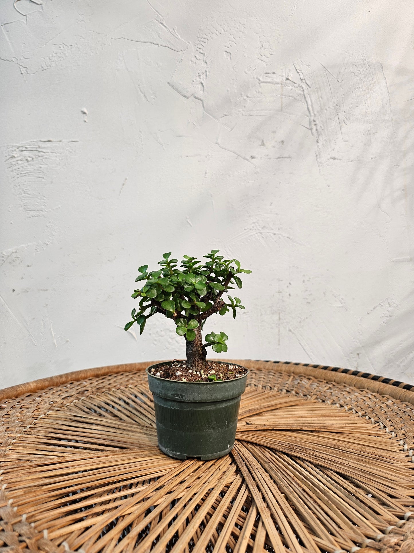 Elephant Bush Jade: Portulacaria afra - 4 inch pot — indoor plant — indoor plant for sale by Promise Supply for delivery and pickup in Toronto.