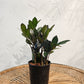 zz Plant, Zanzibar Gem (Zamioculcas zamiifolia) in a 5 inch pot. Indoor plant for sale by Promise Supply for delivery and pickup in Toronto