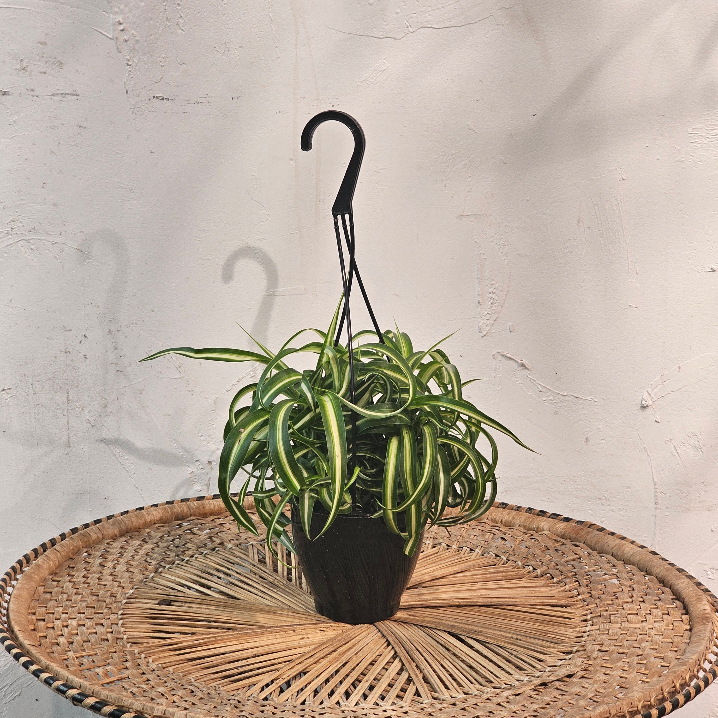 hanging spider plant pot Curly Bonnie Spider Plant - 5" Pot