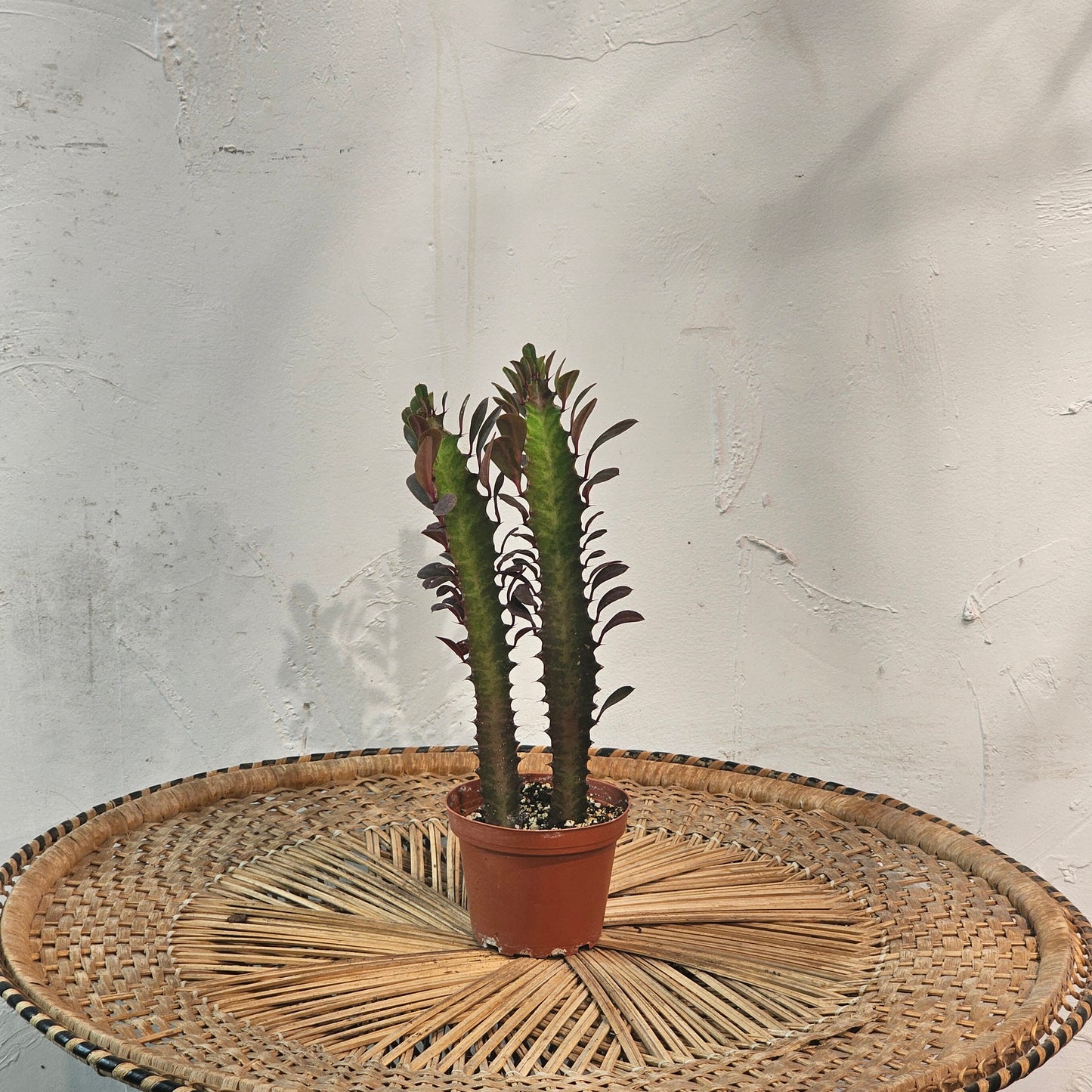 Purple African Milk Tree Cactus (Euphorbia trigona) in a 4 inch pot. Indoor plant for sale by Promise Supply for delivery and pickup in Toronto