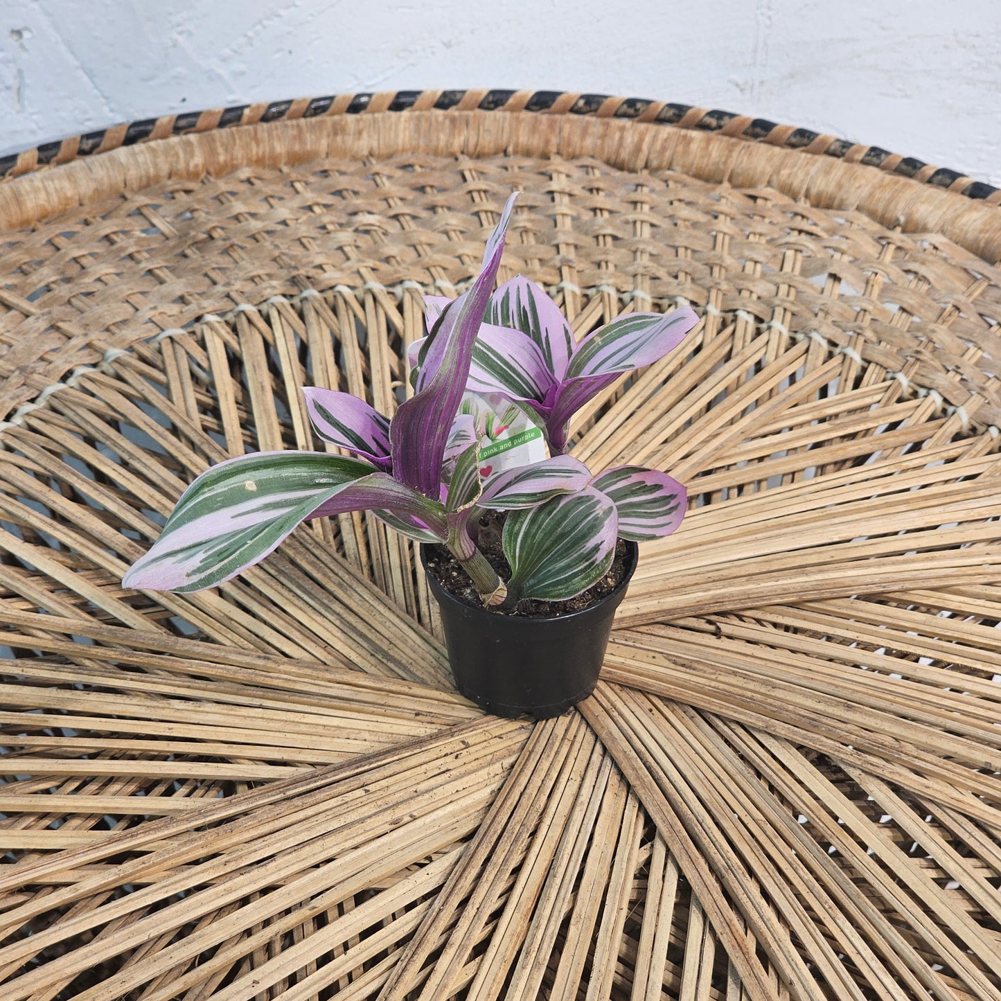 Bubblegum Wandering Dude (Tradescantia) in a 2 inch pot. Indoor plant for sale by Promise Supply for delivery and pickup in Toronto
