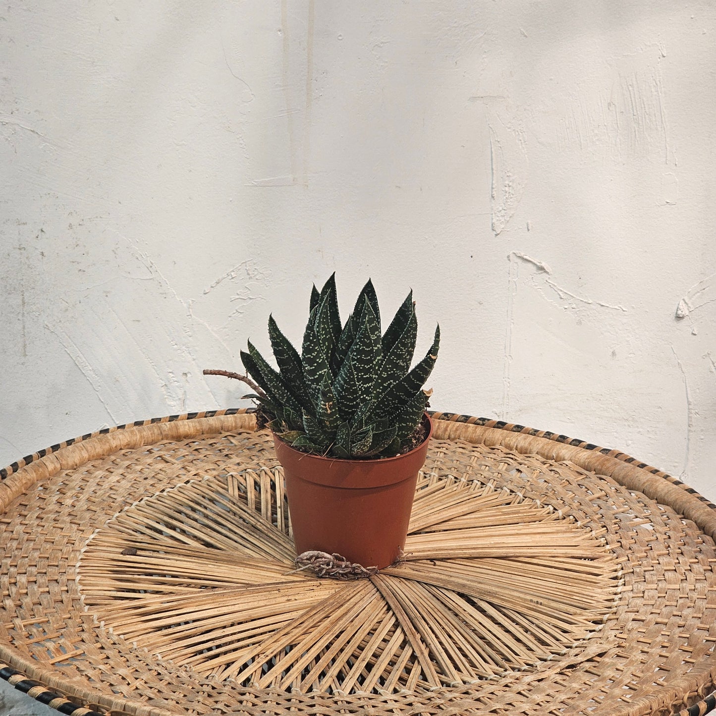 Assorted Cactus (Haworthia spp.) in a 5 inch pot. Indoor plant for sale by Promise Supply for delivery and pickup in Toronto