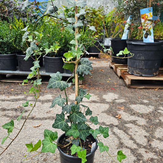 Baltic Ivy: Hedera helix 'Baltica'