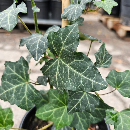 Baltic Ivy: Hedera helix 'Baltica'