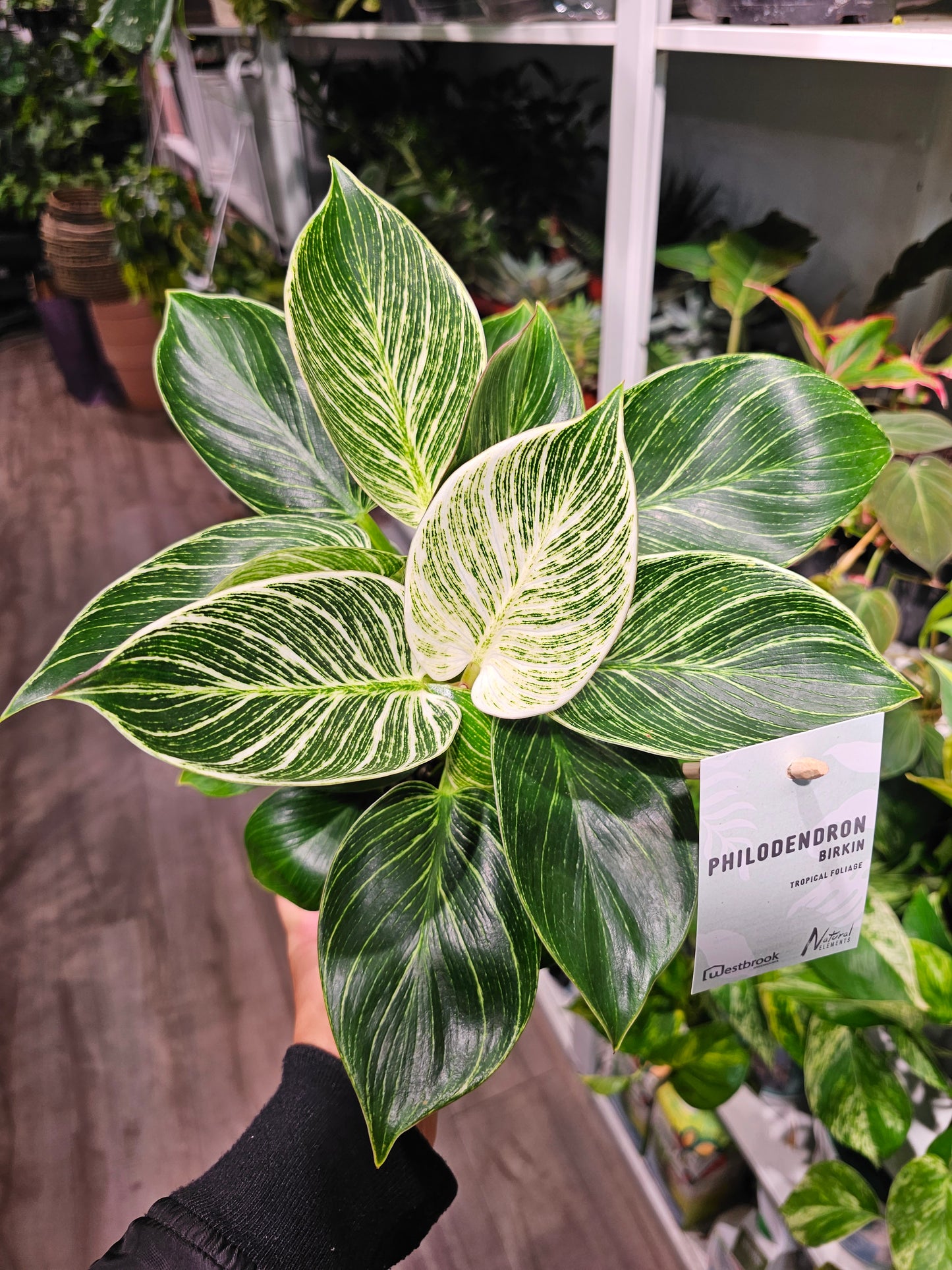 Birkin Plant: Philodendron - 5 inch pot — indoor plant — indoor plant for sale by Promise Supply for delivery and pickup in Toronto.