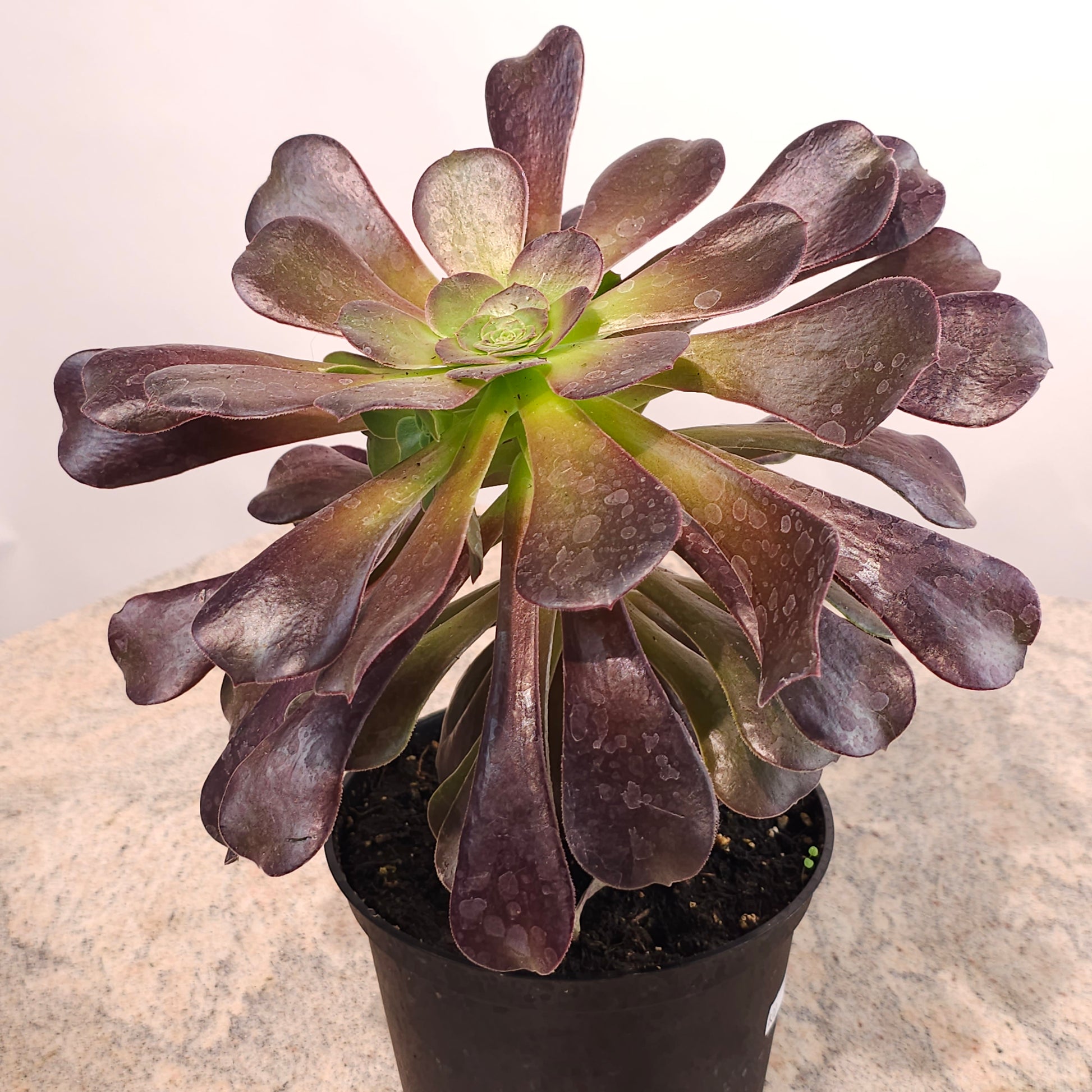 Black Rose: Aeonium nigrum - 6 inch pot — indoor plant — indoor plant for sale by Promise Supply for delivery and pickup in Toronto.