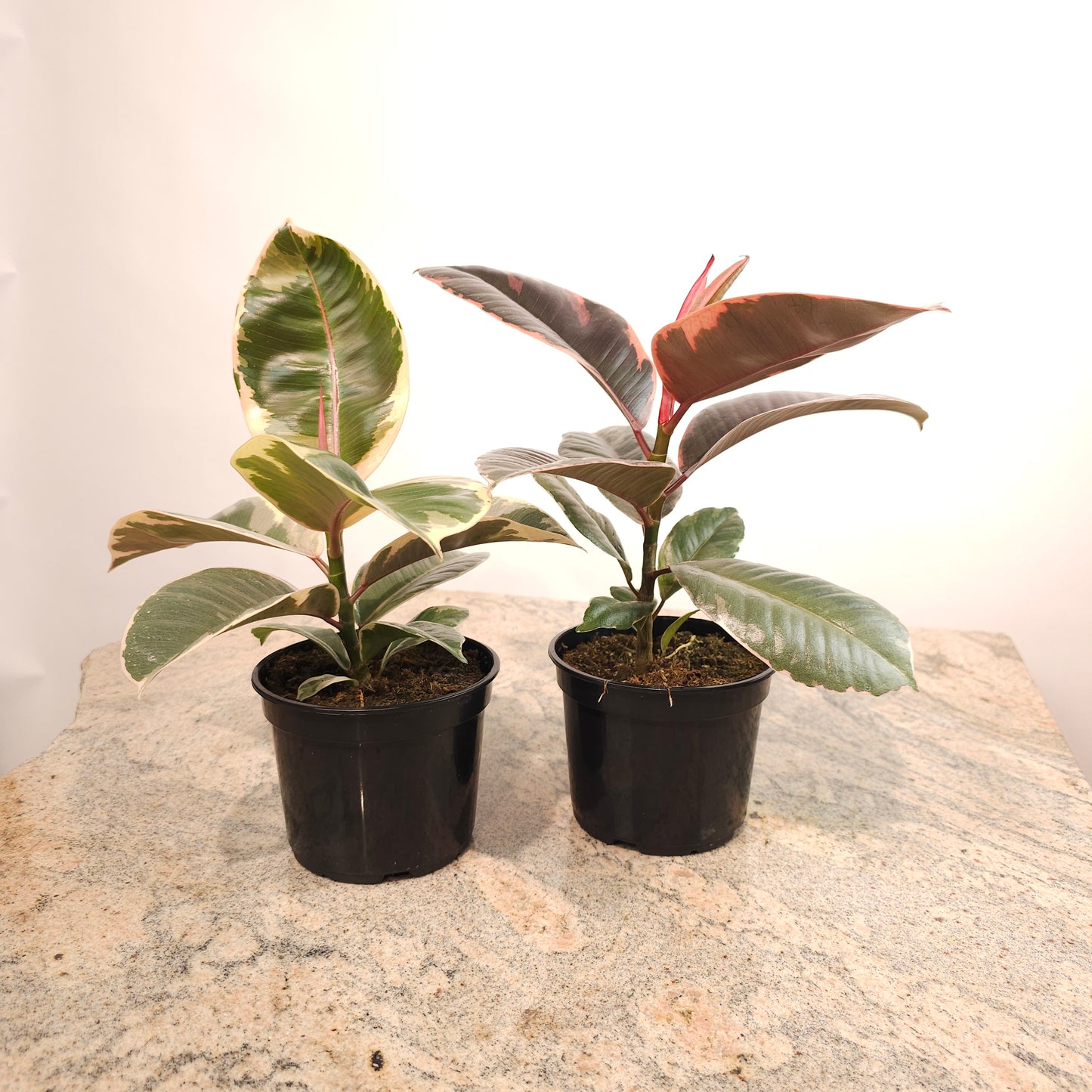 Tineke Rubber Plant: Ficus elastica - 5 inch pot — indoor plant — indoor plant for sale by Promise Supply for delivery and pickup in Toronto.