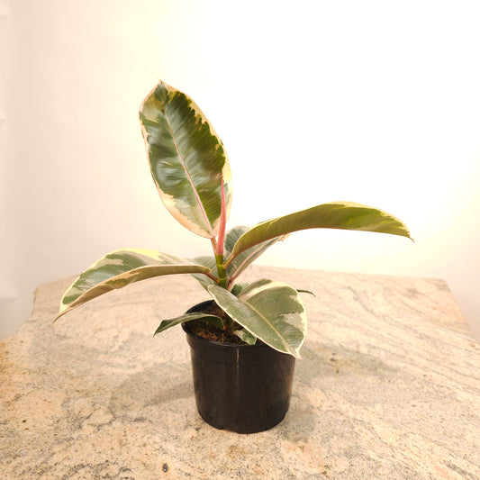 Tineke Rubber Plant: Ficus elastica - 5 inch pot — indoor plant — indoor plant for sale by Promise Supply for delivery and pickup in Toronto.