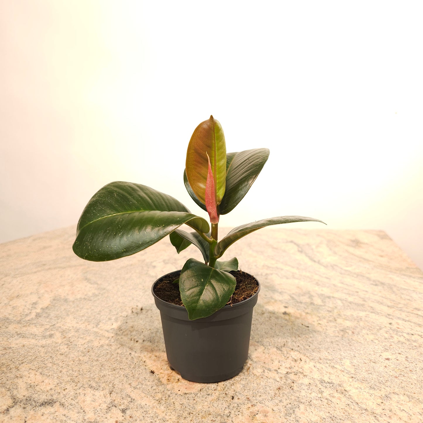 Green Rubber Plant: Ficus elastica - 5 inch pot