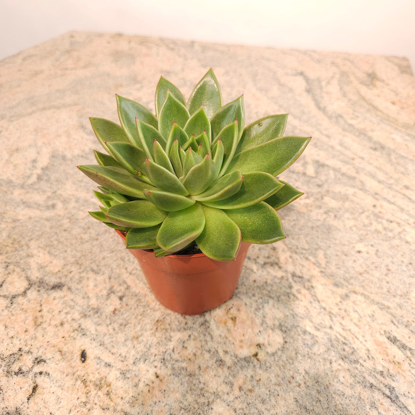 Assorted Echeveria - 5 inch pot — indoor plant — indoor plant for sale by Promise Supply for delivery and pickup in Toronto.