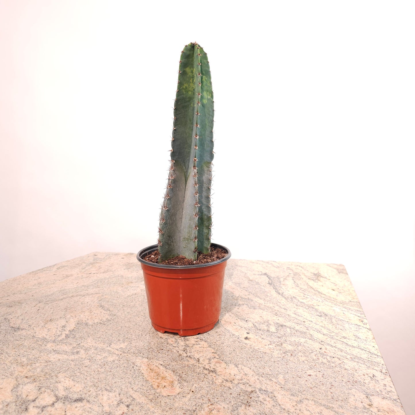 Peruvian Cactus: Cereus peruvianus - 6 inch pot