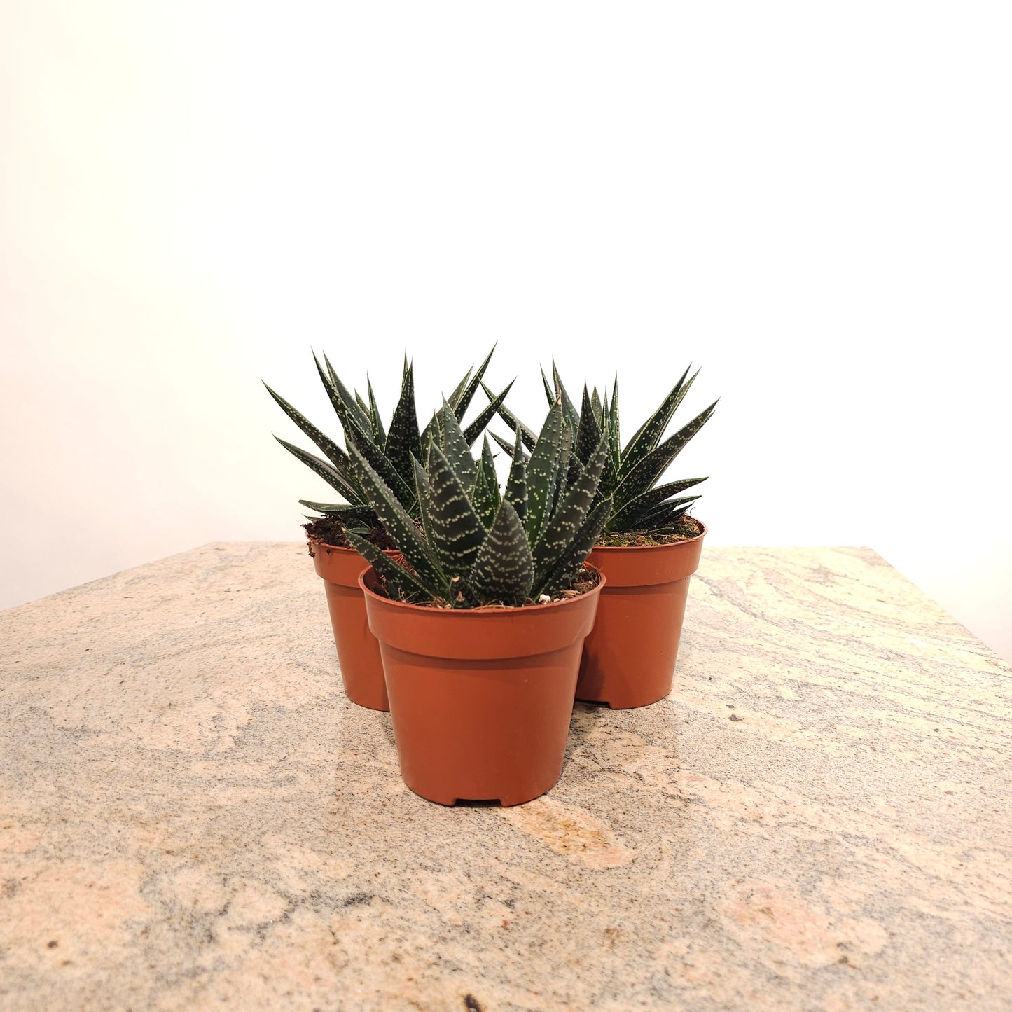Assorted Haworthia/Gasteria - 5 inch pot — indoor plant — indoor plant for sale by Promise Supply for delivery and pickup in Toronto.