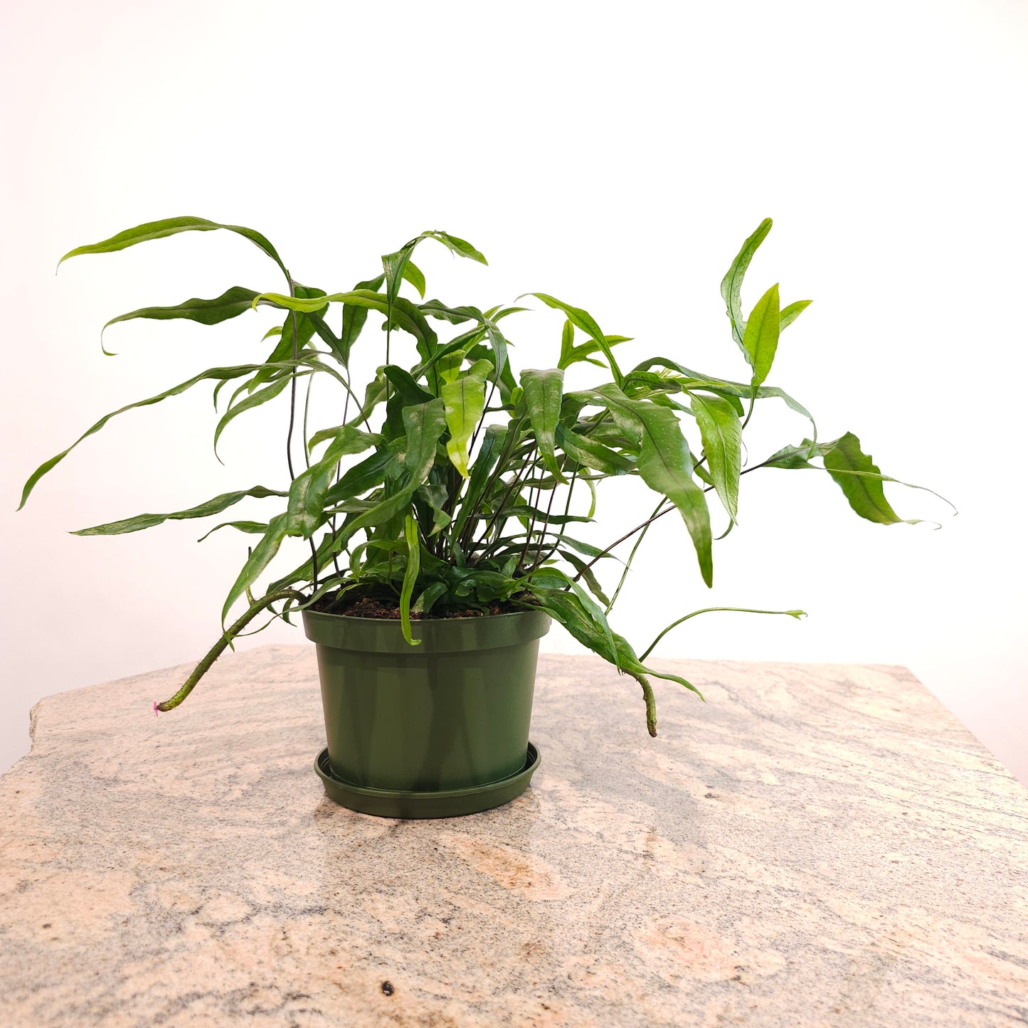 Kangaroo Paw Fern: Microsorum diversifolium - 6 inch pot — indoor plant — indoor plant for sale by Promise Supply for delivery and pickup in Toronto.