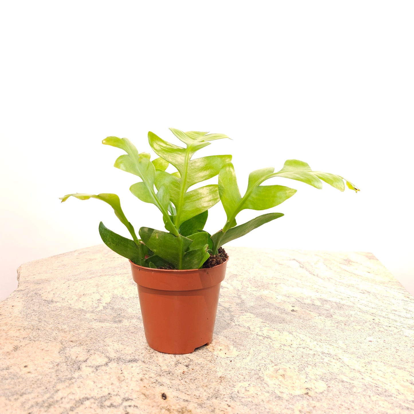 Sharkfin Cactus: Epiphyllum chrysocardium in 5 inch pot — indoor plant — indoor plant for sale by Promise Supply for delivery and pickup in Toronto.