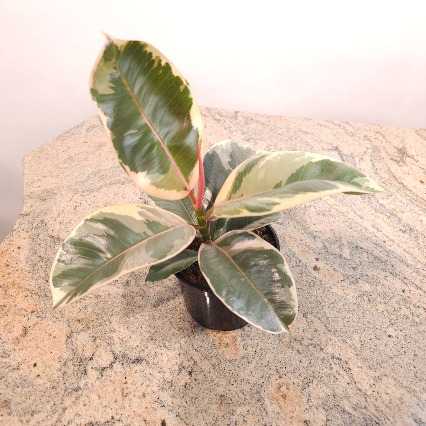 Tineke Rubber Plant: Ficus elastica - 4 inch pot