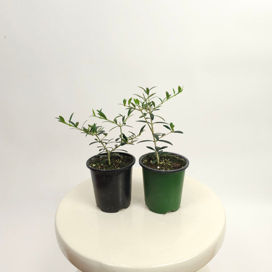 Baby Bonsai Olive Tree: Olea europaea 'Arbequina' - 4 inch pot