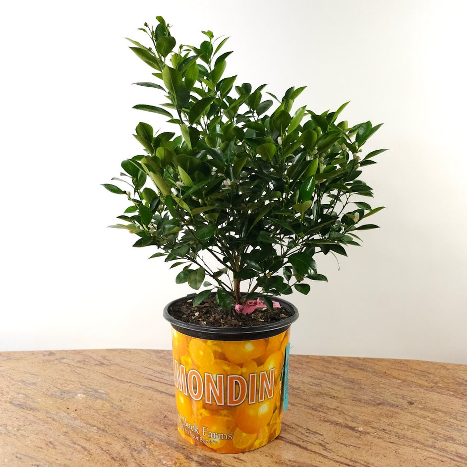 Calamansi/Calamondin Bush: Citrofortunella microcarpa - 8 inch pot - 2 foot tall