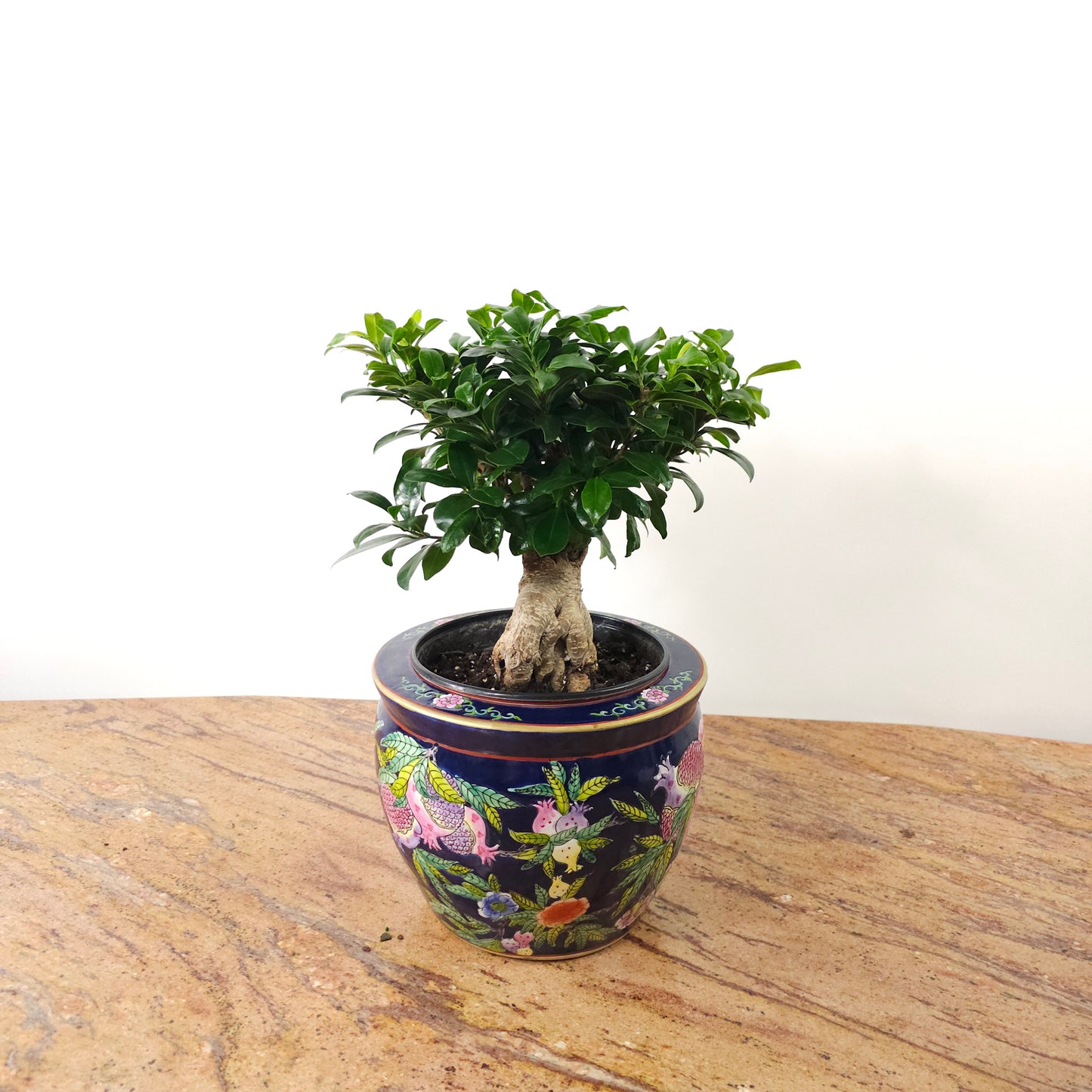 Ginseng Ficus Bonsai: Ficus retusa - 8 inch pot — indoor plant — indoor plant for sale by Promise Supply for delivery and pickup in Toronto.