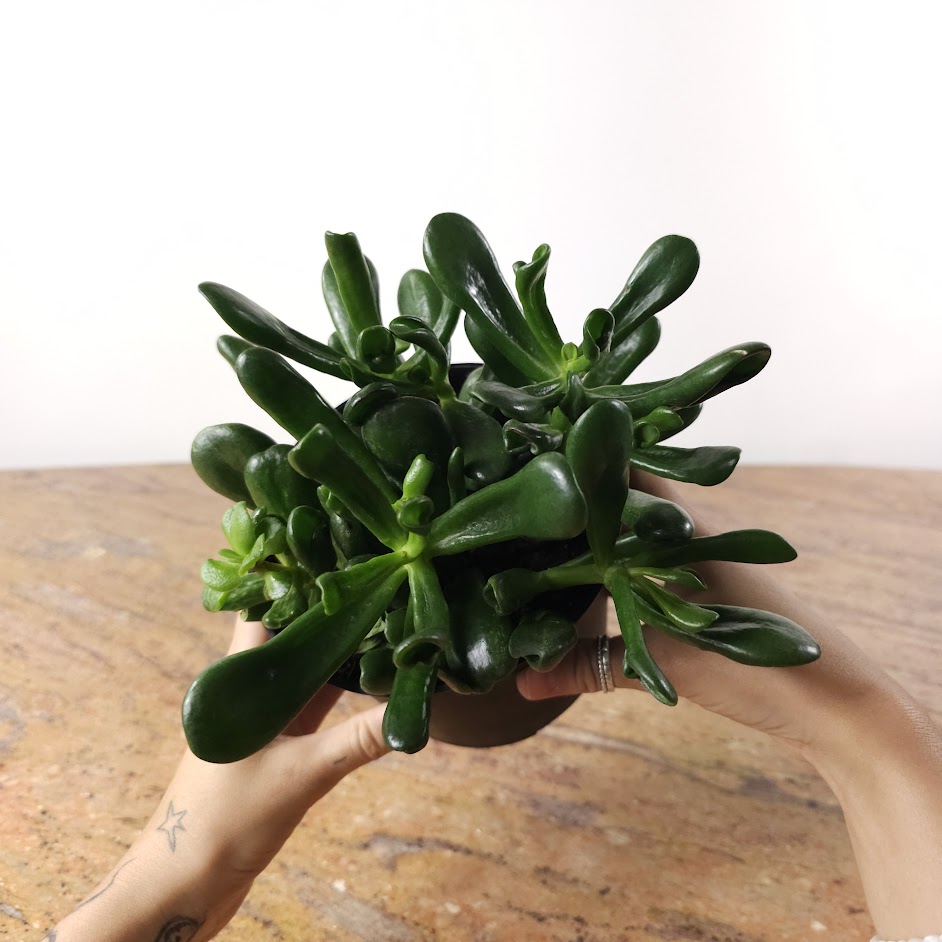 Coral Jade: Crassula ovata - 6 inch pot — indoor plant — indoor plant for sale by Promise Supply for delivery and pickup in Toronto.