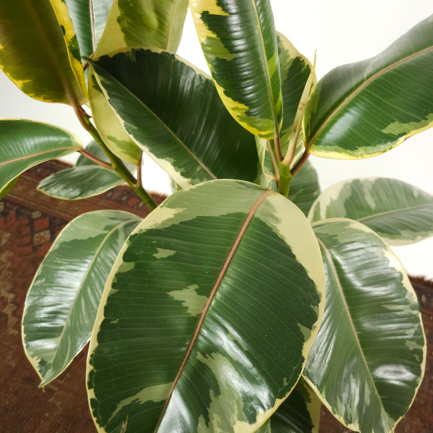 Tineke Rubber Bush: Ficus elastica - 10 inch pot - 2-3 foot tall
