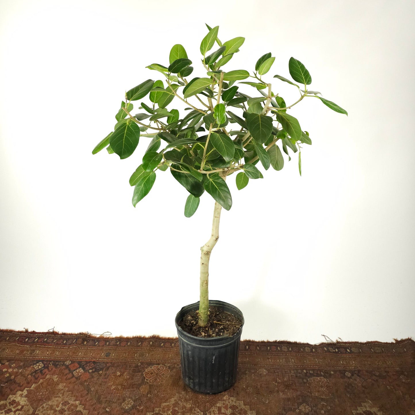 Ficus Audrey: Ficus benghalensis - 12 inch pot - 5-5.5 foot tall