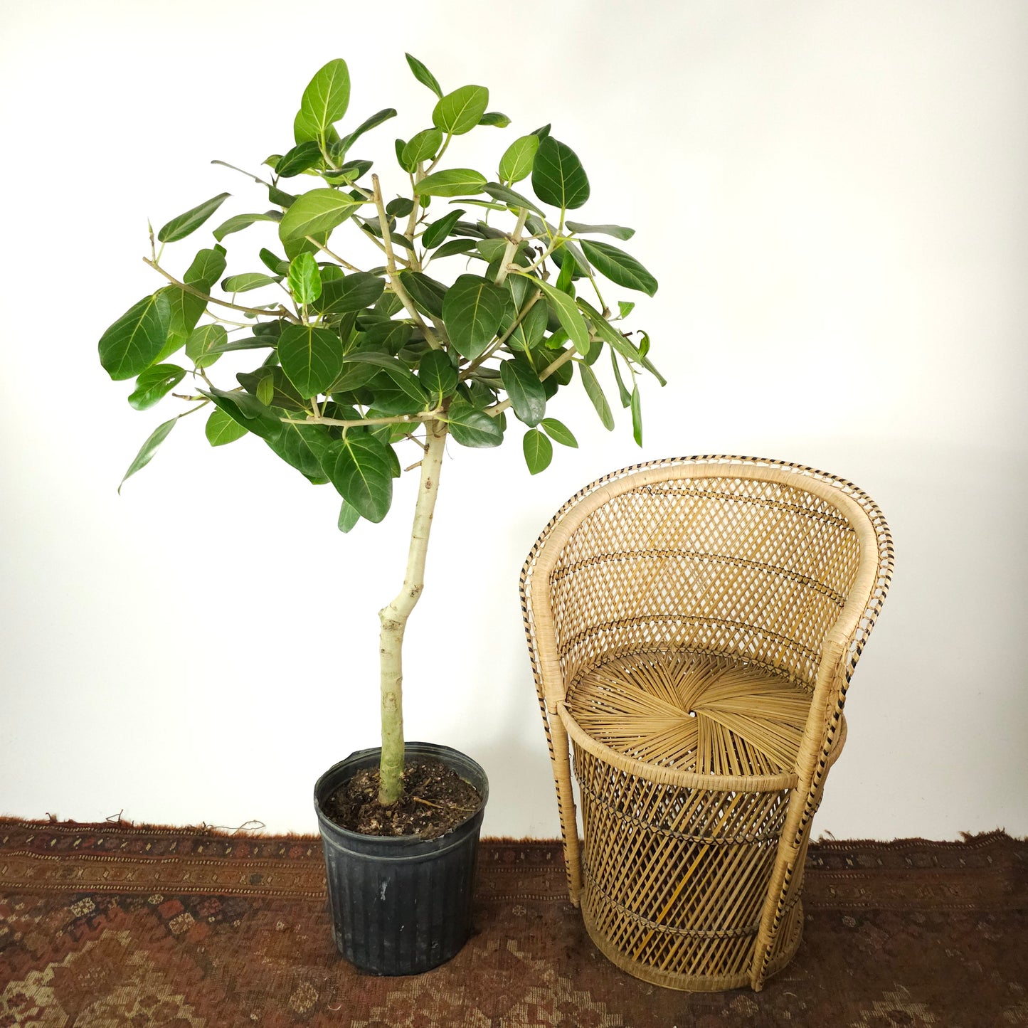 Ficus Audrey: Ficus benghalensis - 12 inch pot - 5-5.5 foot tall