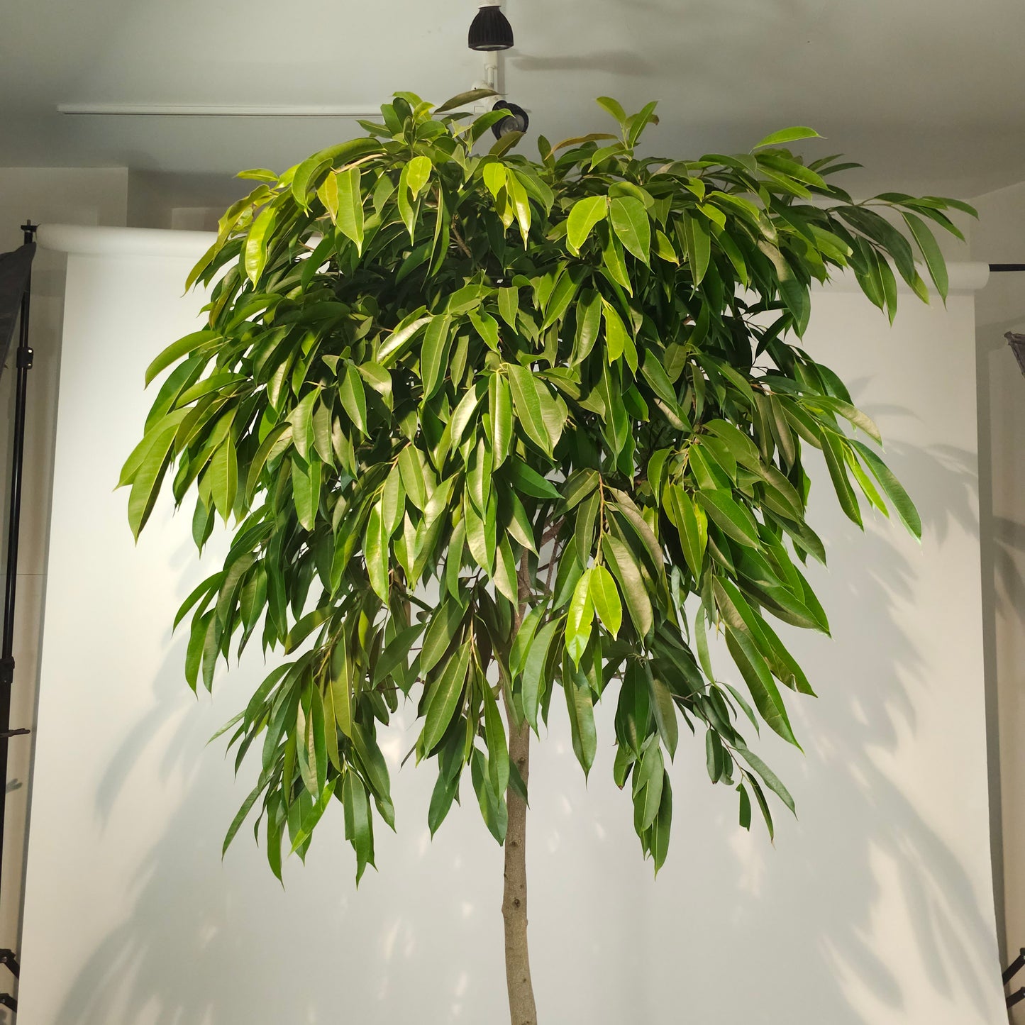 Amstel King Fig Tree: Ficus maclellandii - 17 inch pot - 7-8+ foot tall