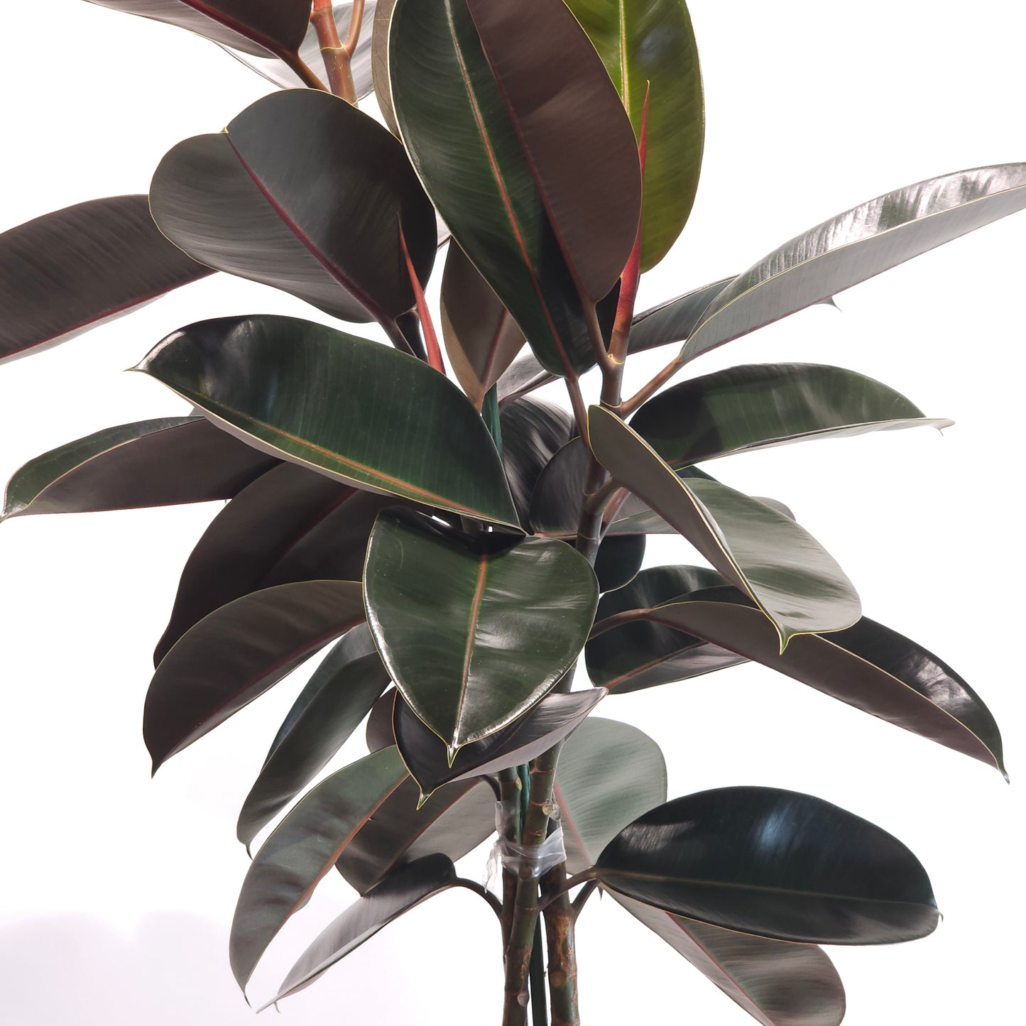 Burgundy Rubber Tree: Ficus elastica - 14 inch pot - 5.5-6 foot tall