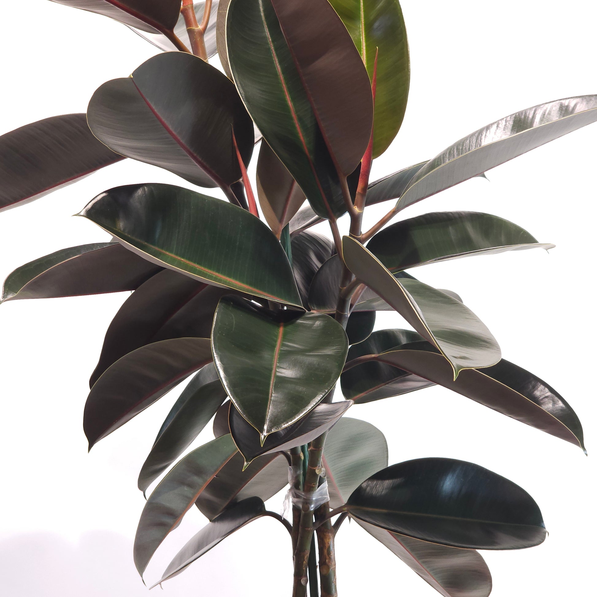 Burgundy Rubber Tree: Ficus elastica - 14 inch pot - 5.5-6 foot tall — indoor plant — indoor plant for sale by Promise Supply for delivery and pickup in Toronto.