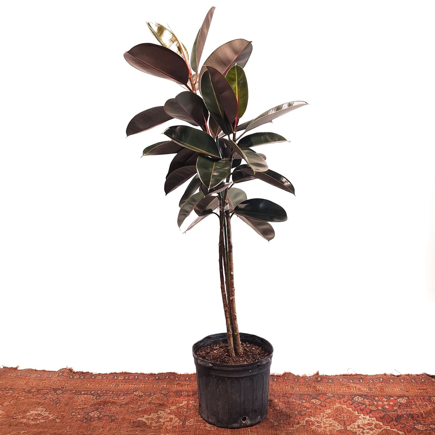 Burgundy Rubber Tree: Ficus elastica - 14 inch pot - 5.5-6 foot tall