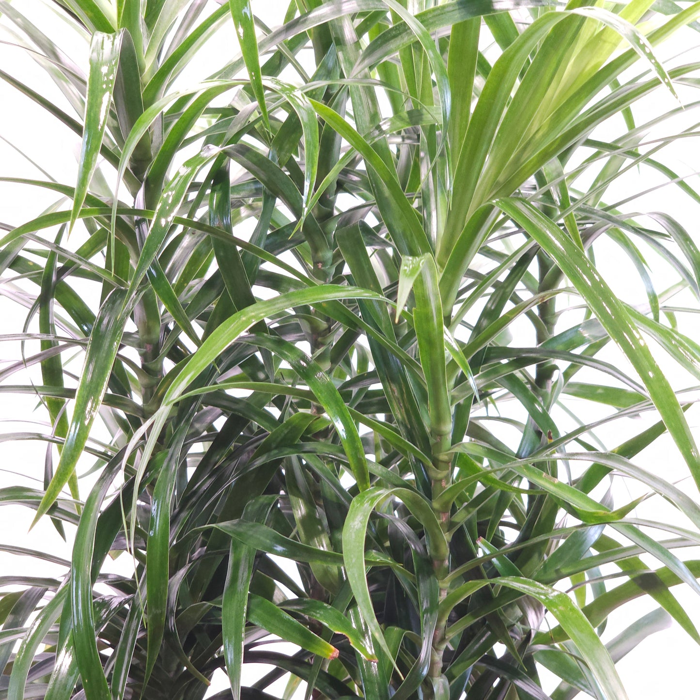 Medusa Bush: Dracaena reflexa 'Anita' - 10 inch pot - 3-4 foot tall — indoor plant — indoor plant for sale by Promise Supply for delivery and pickup in Toronto.