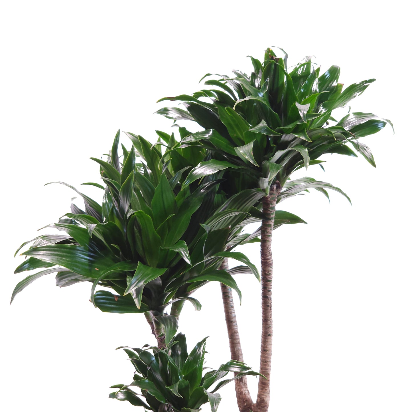 Pom Pom Janet Craig: Dracaena fragrans 'Compacta' - 10 inch pot - 3 foot tall — indoor plant — indoor plant for sale by Promise Supply for delivery and pickup in Toronto.