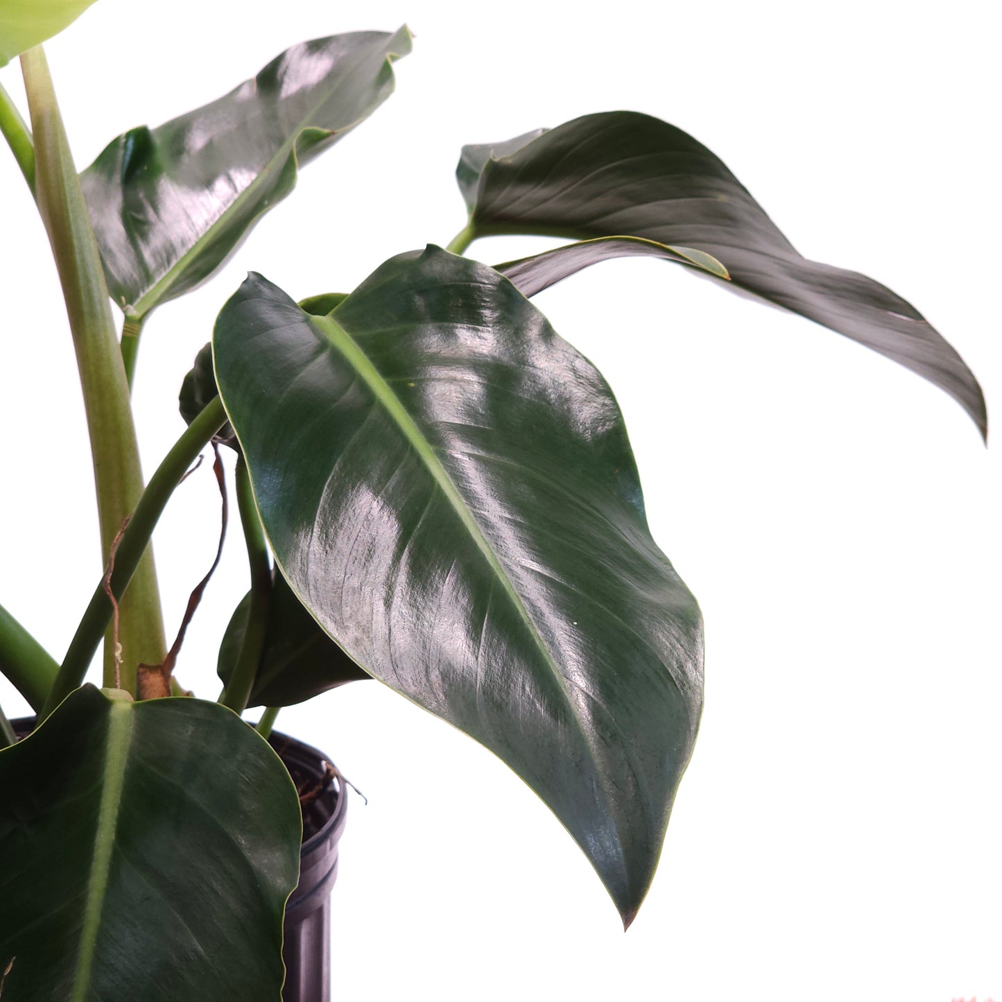 Green Congo: Philodendron hederaceum - 10 inch pot — indoor plant — indoor plant for sale by Promise Supply for delivery and pickup in Toronto.