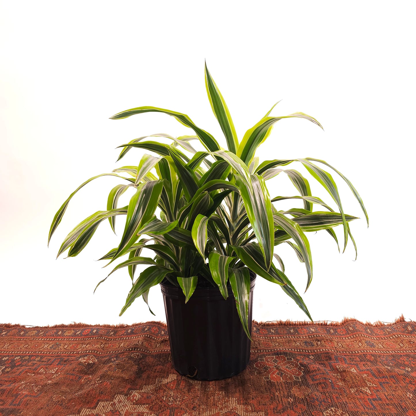 Lemon Lime Bush: Dracaena fragrans 'Warneckii Ulises' - 10 inch pot