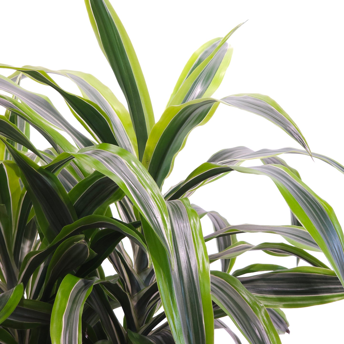 Lemon Lime Bush: Dracaena fragrans 'Warneckii Ulises' - 10 inch pot